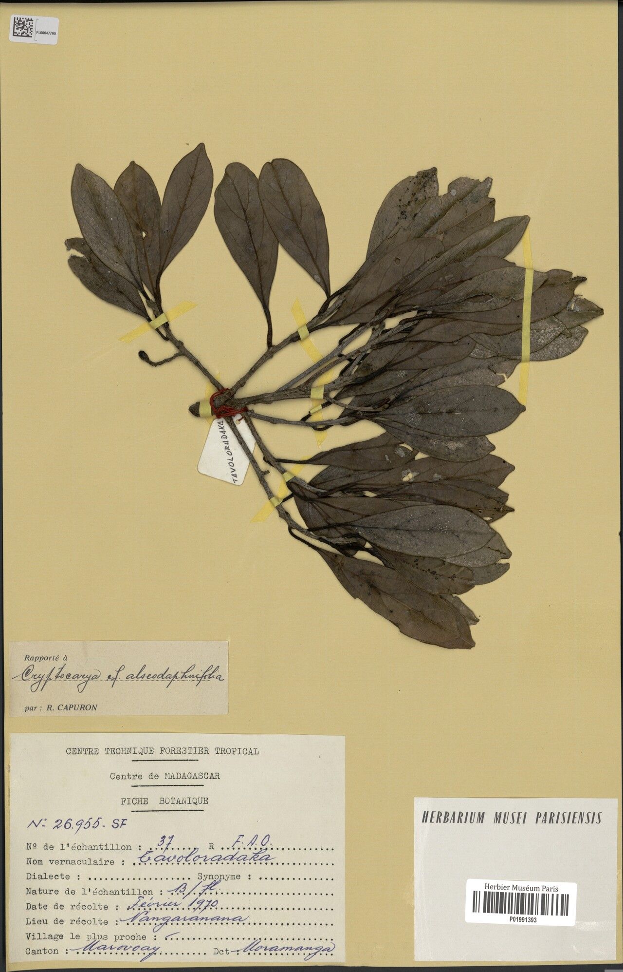 Cryptocarya alseodaphnifolia — related species from the same genus