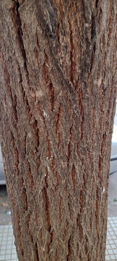 Handroanthus impetiginosus bark