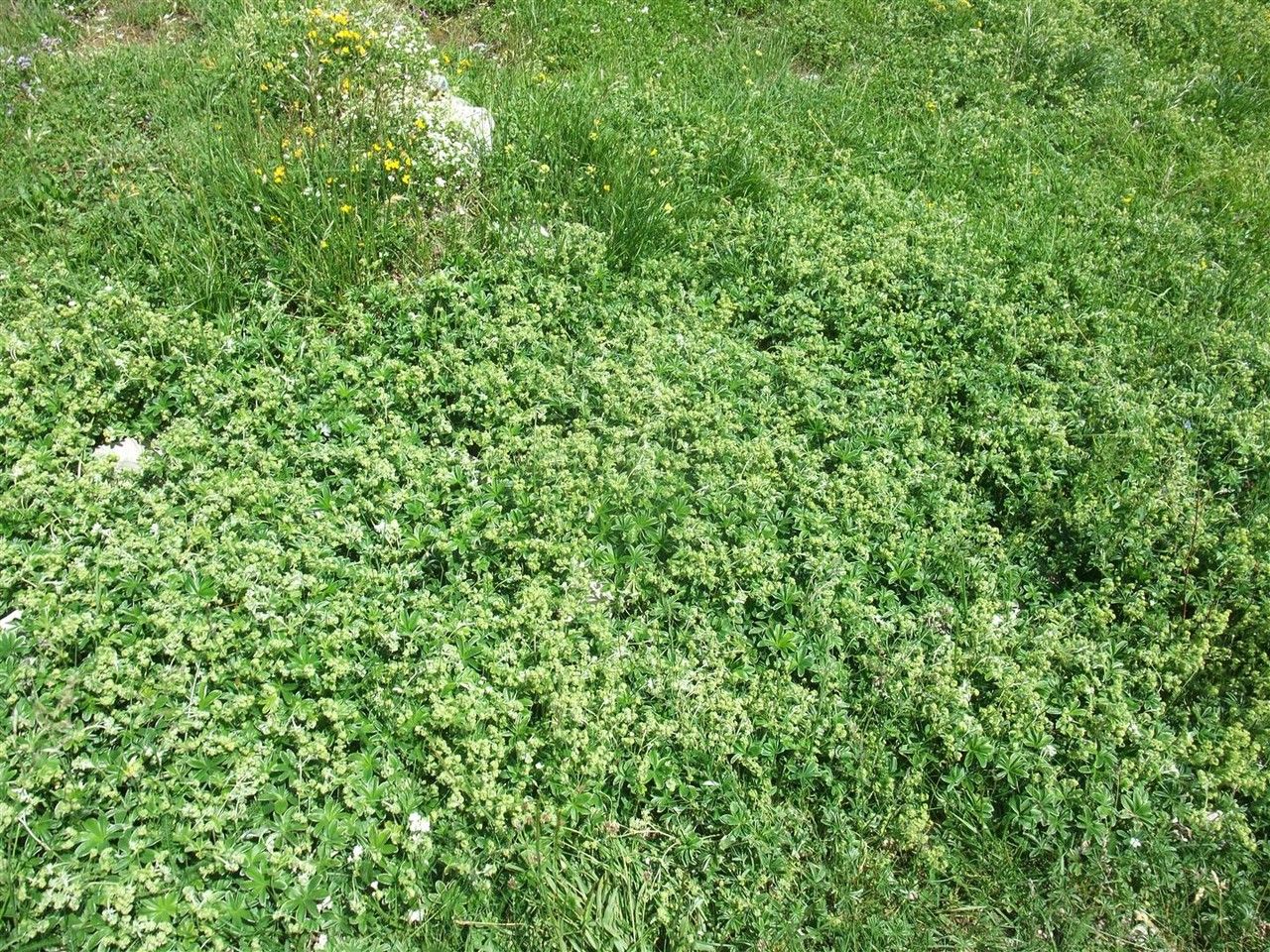 Alchemilla conjuncta habit