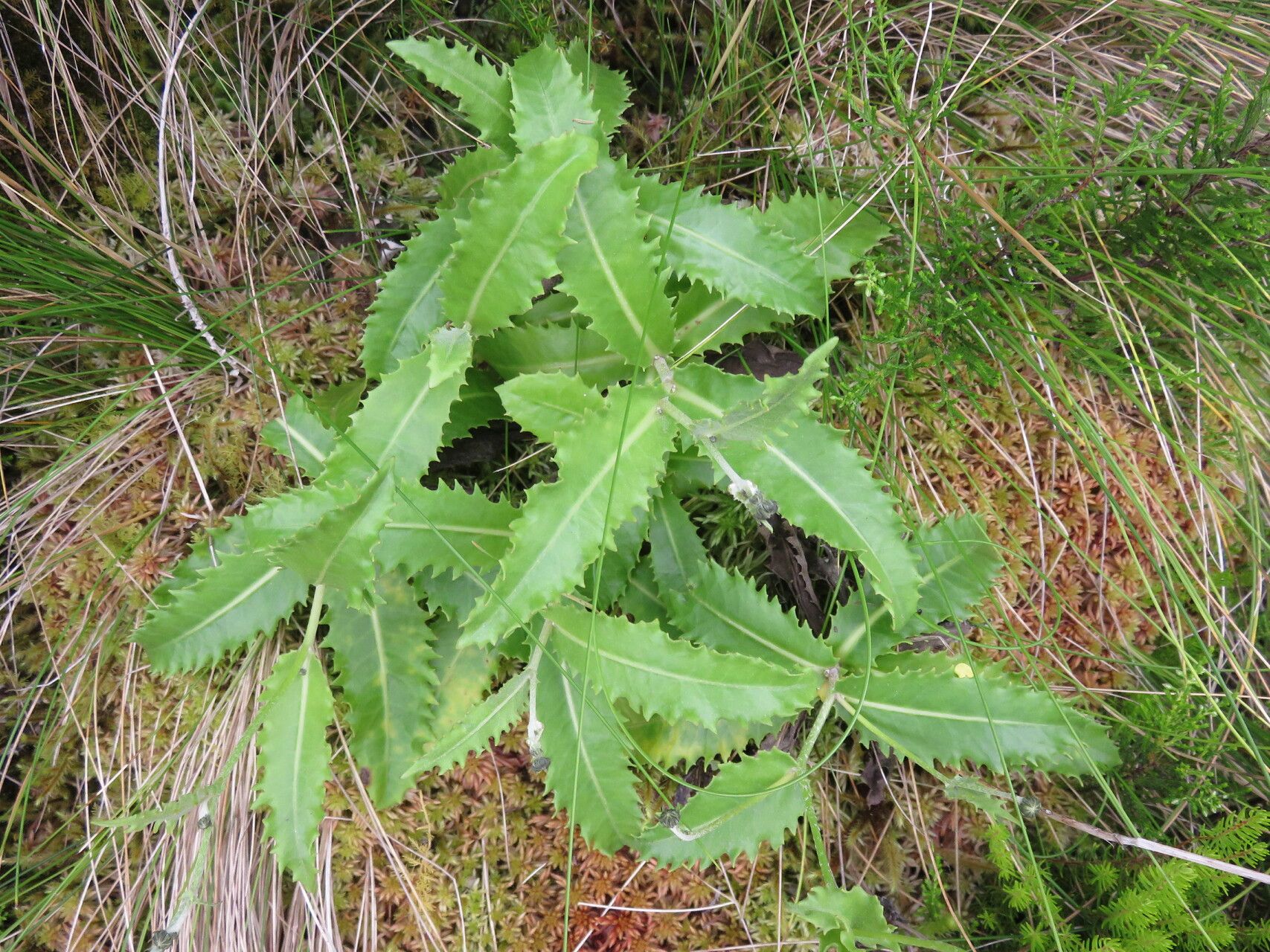 Tolpis santosii — houseplant care guide