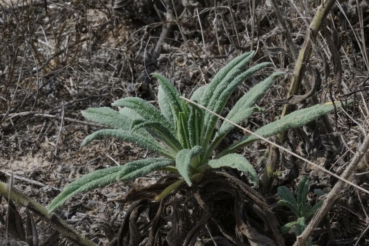 Echium gaditanum leaf