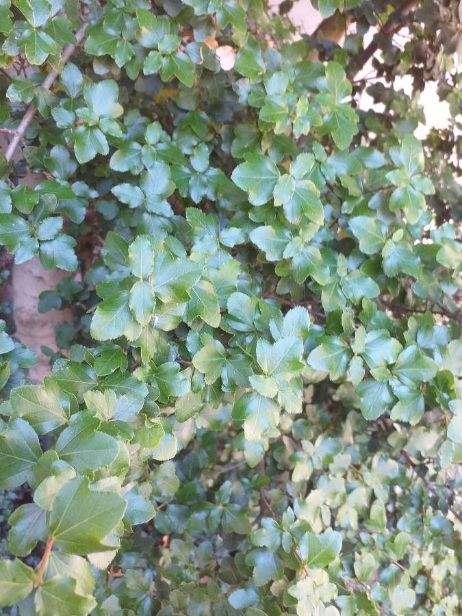 Acer sempervirens — search result for 'Greece'