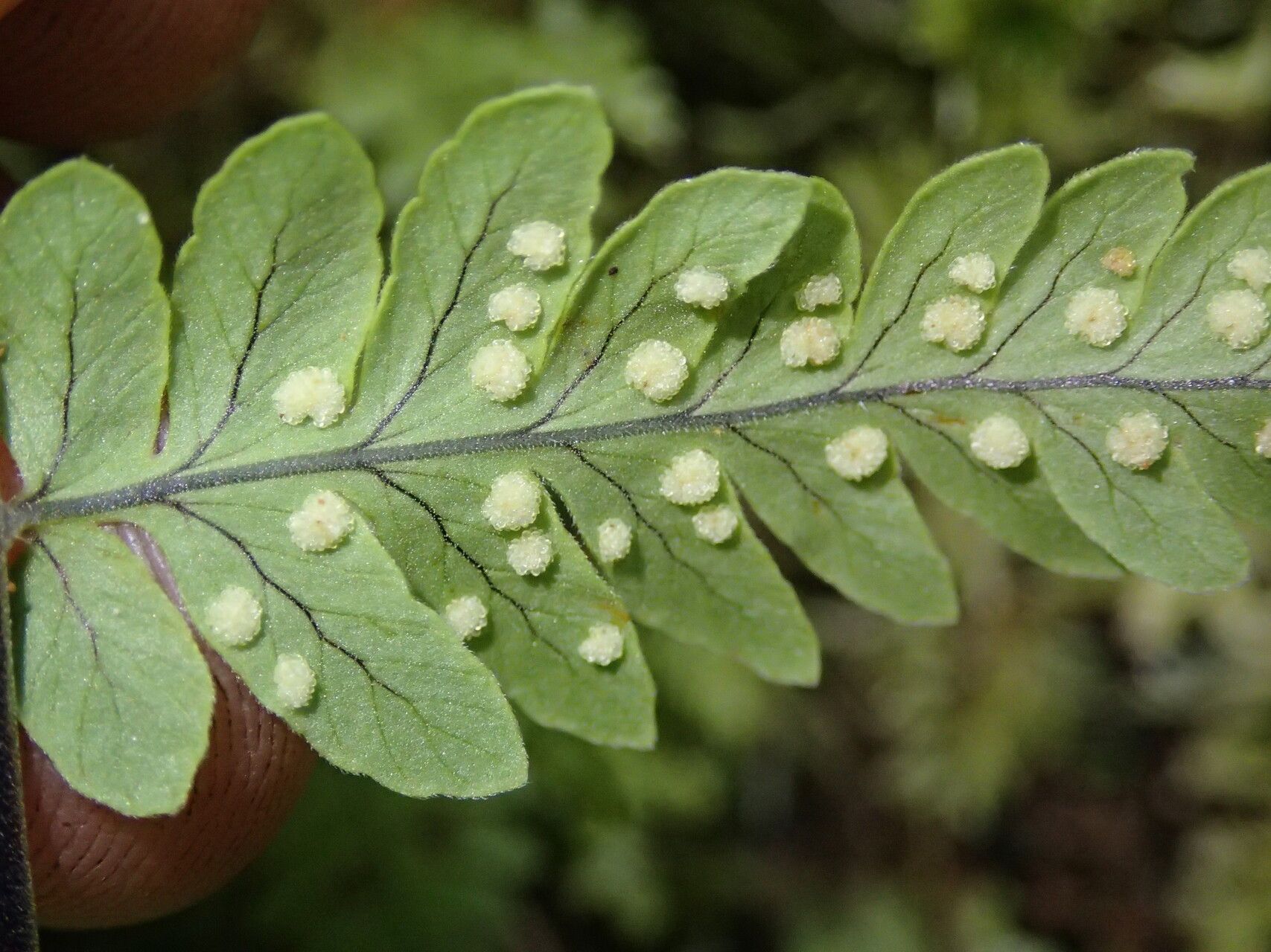 Arthropteris monocarpa — related species from the same genus