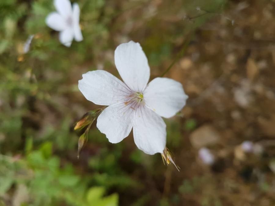 Linum tenuifolium flower