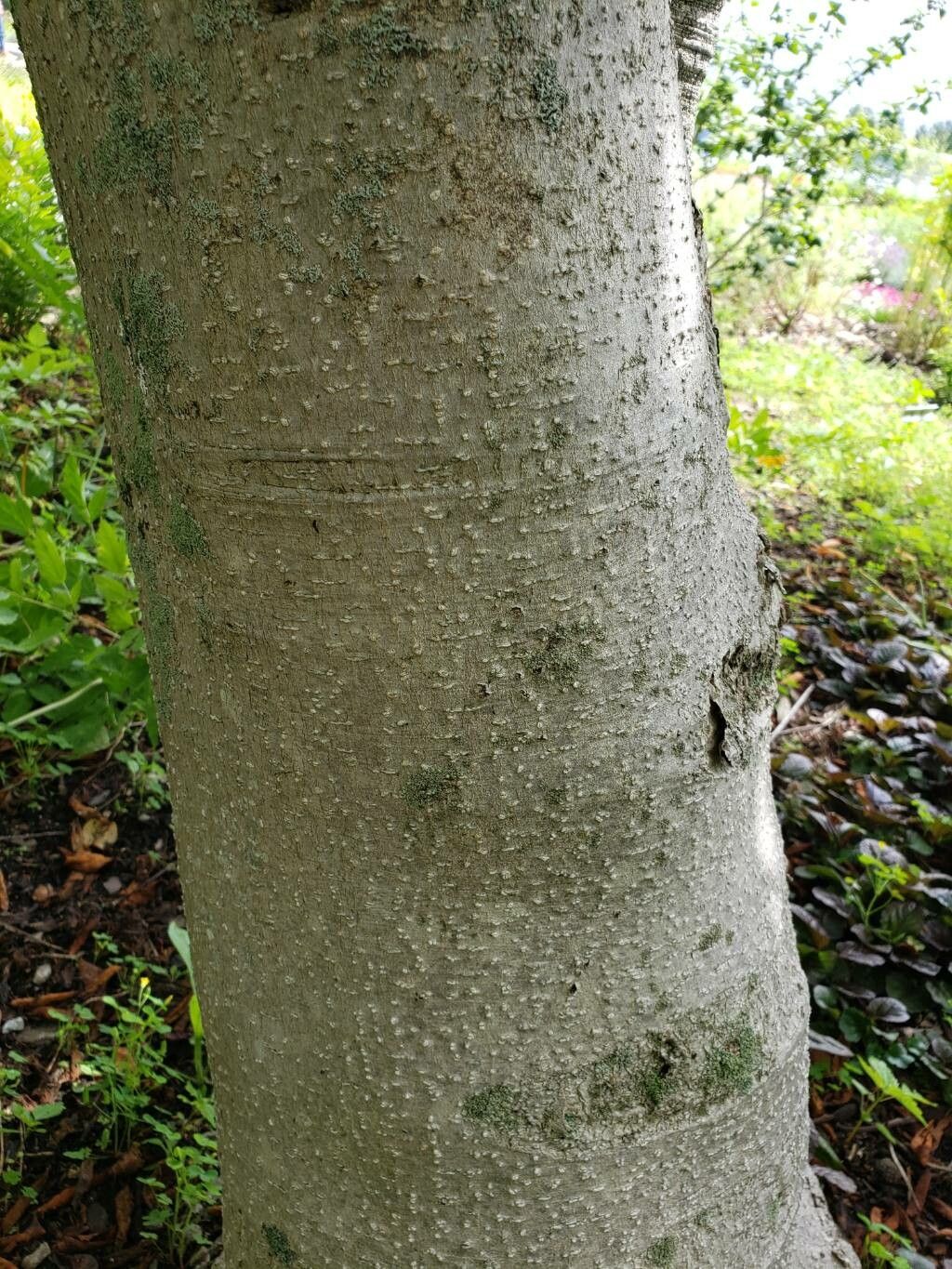 Magnolia × wieseneri bark