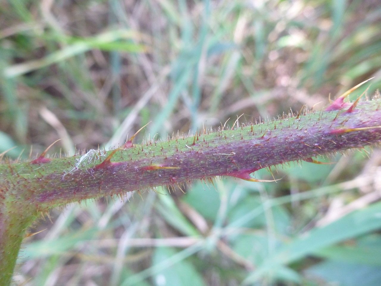 Rubus ignoratus bark