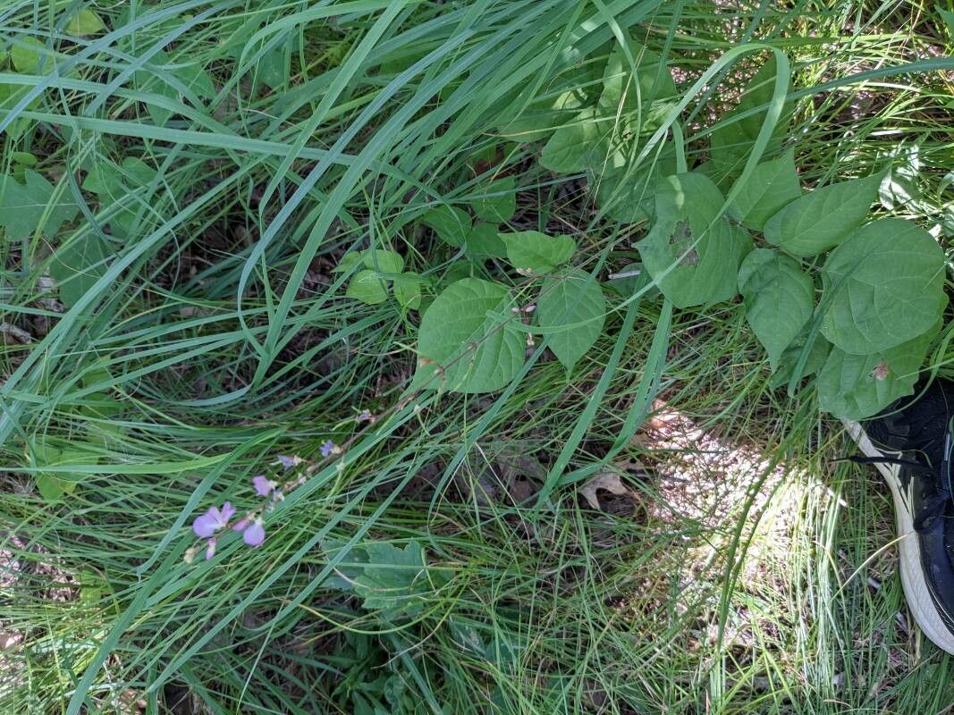 Desmodium glutinosum flower