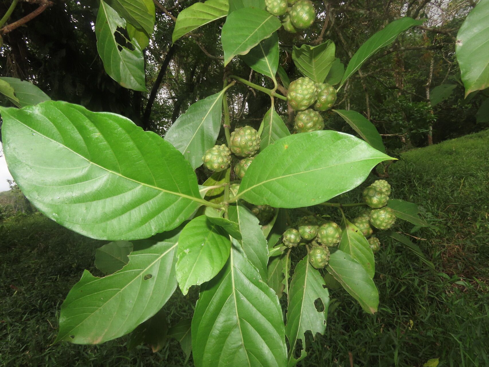 Morinda panamensis leaf