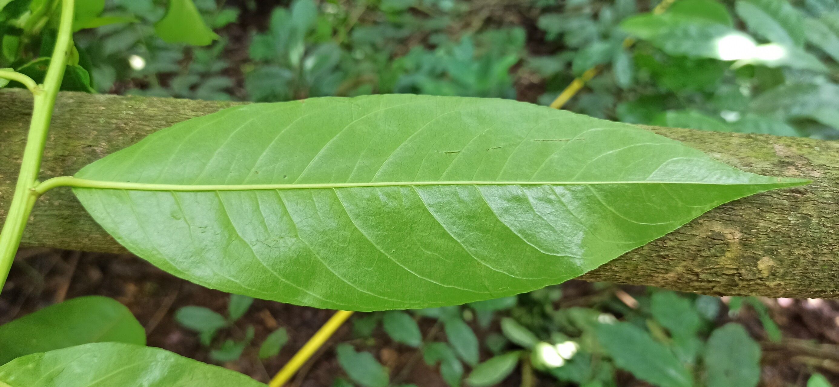 Shirakiopsis elliptica leaf