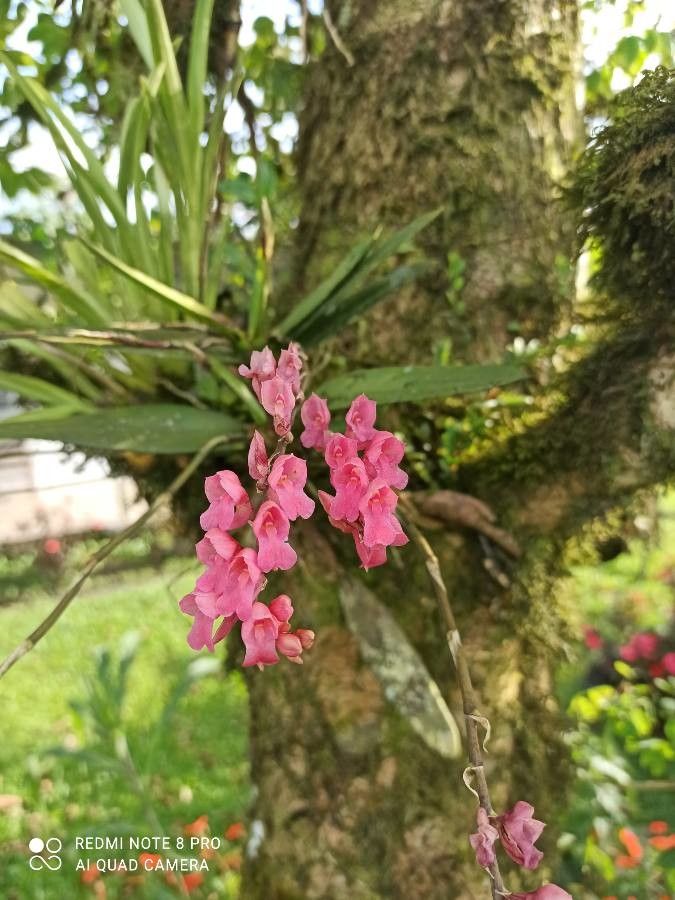 Rodriguezia secunda — search result for 'Suriname'