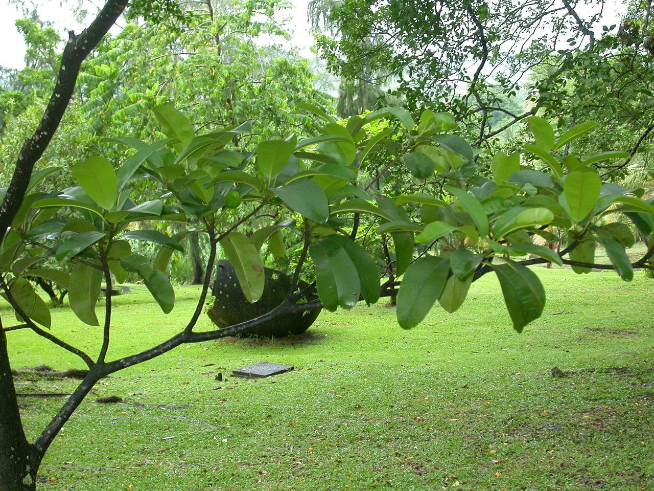 Manilkara bidentata leaf
