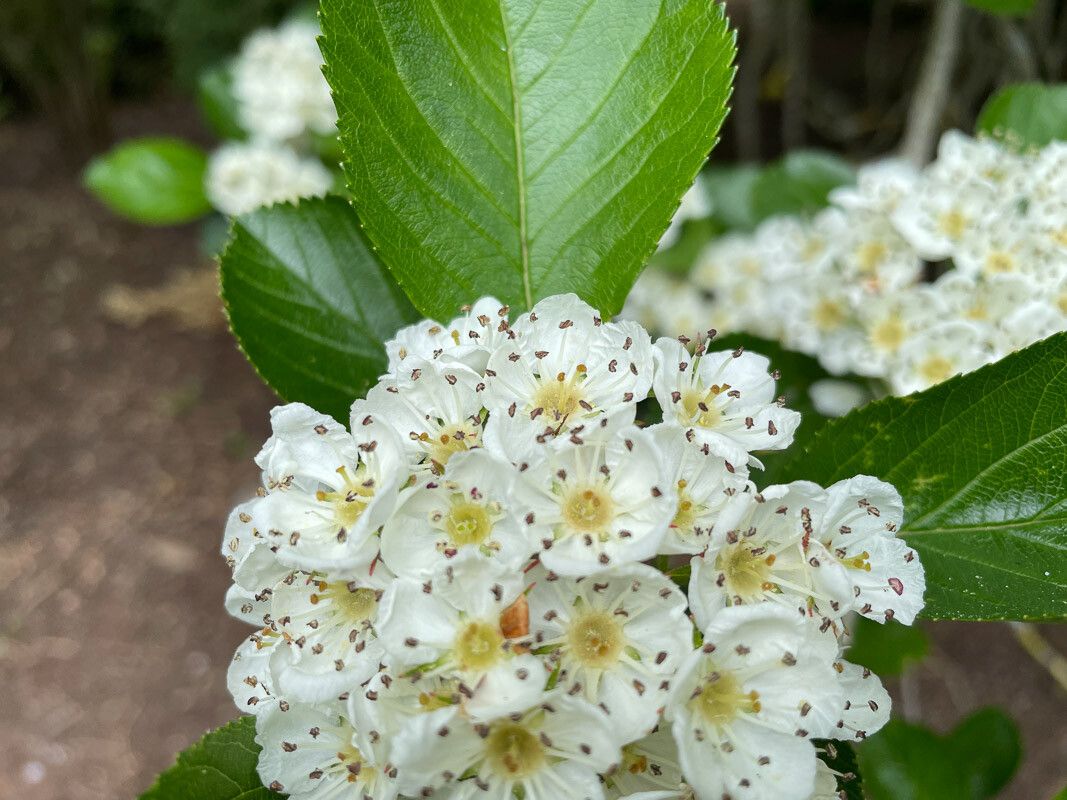 Sorbus aria flower