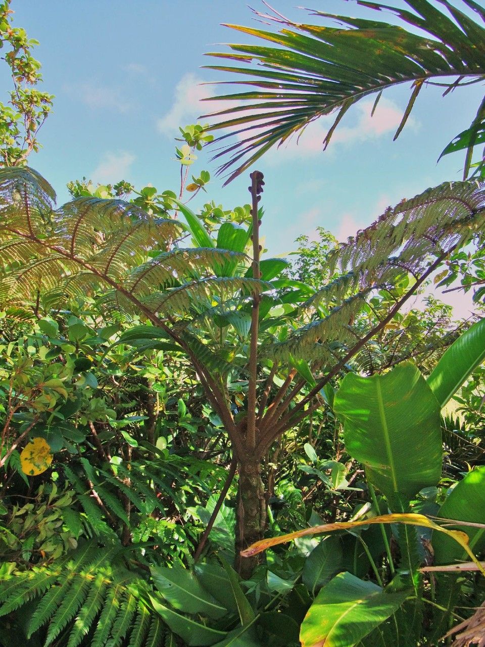 Cyathea australis habit