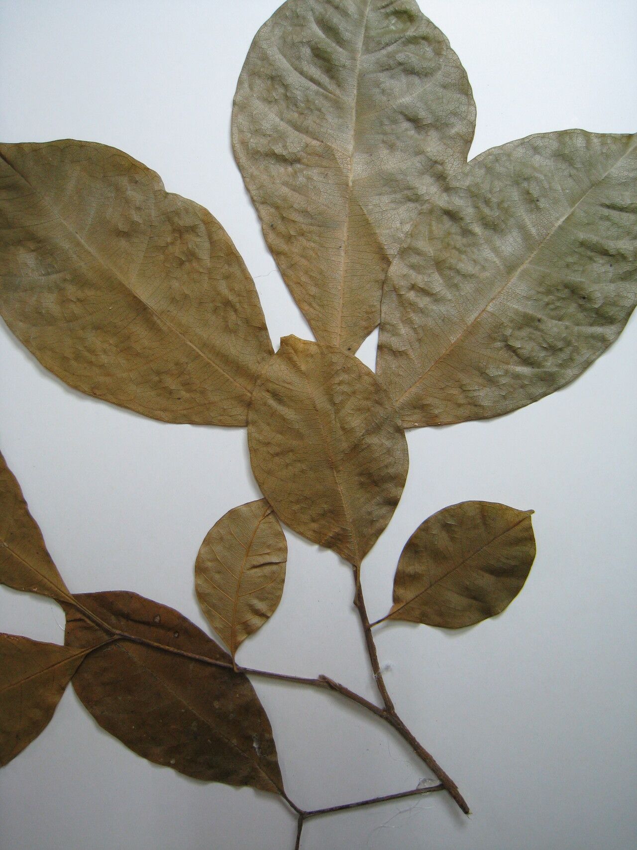 Trichilia pallida other