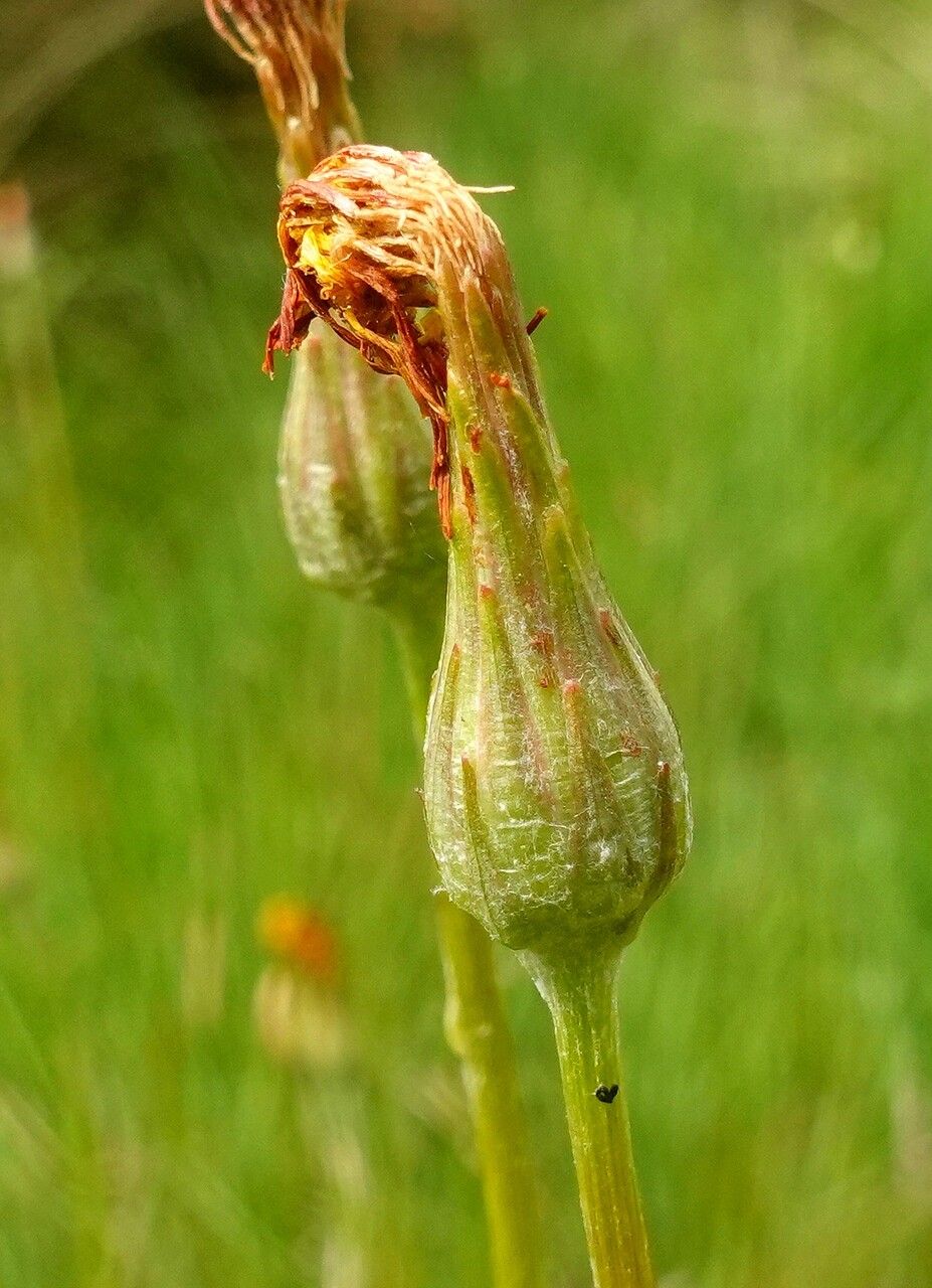 Scorzonera humilis fruit