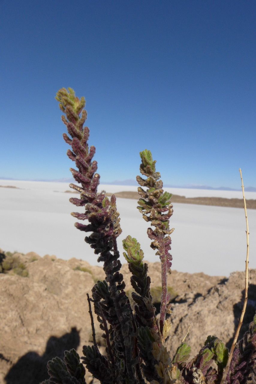 Bartsia peruviana leaf