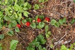 Rubus nivalis fruit