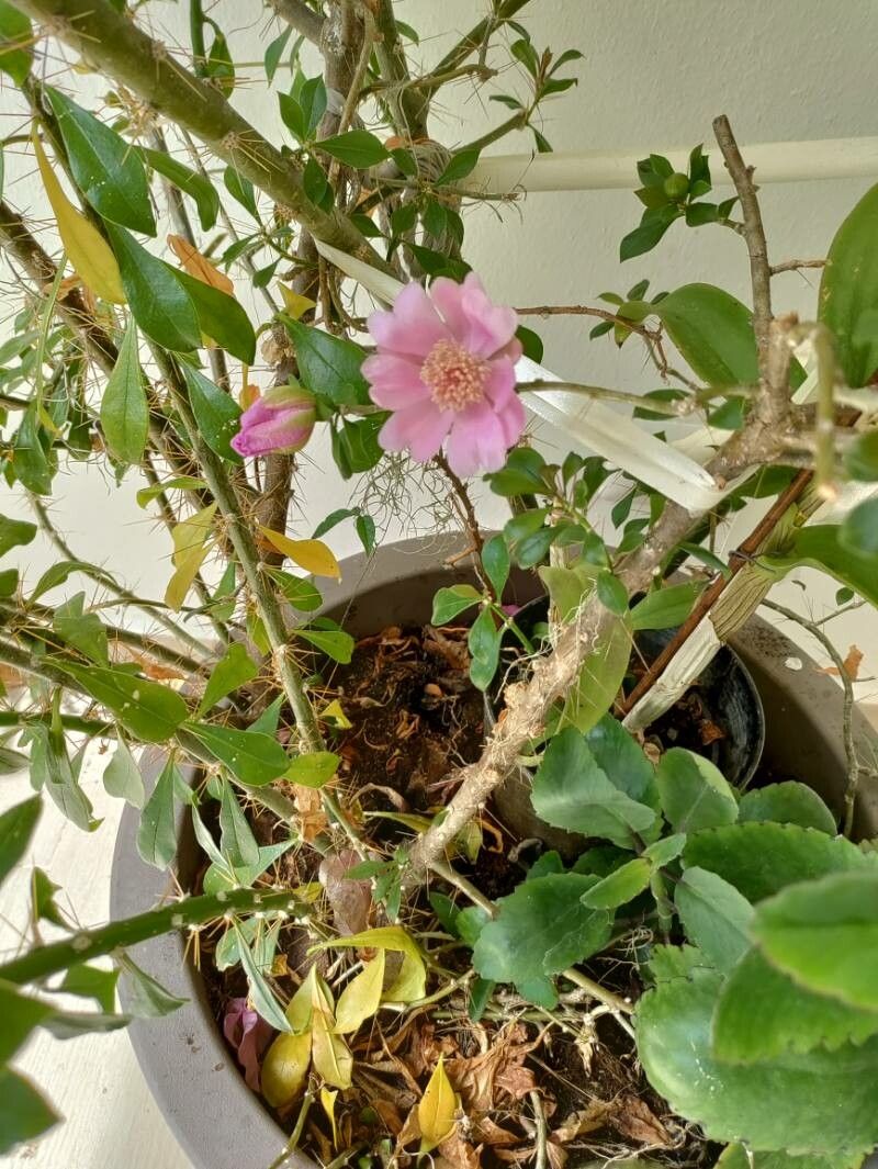 Leuenbergeria quisqueyana flower