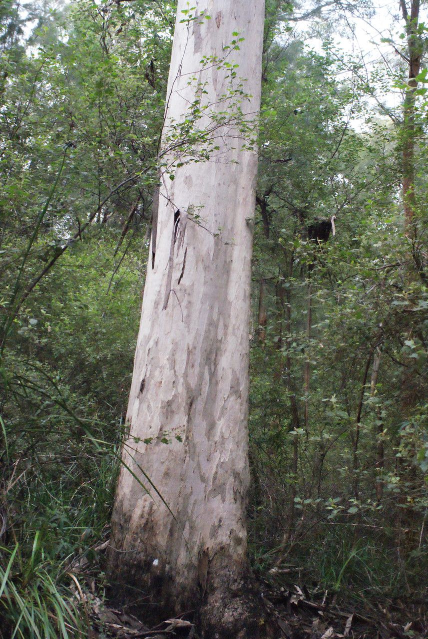 Eucalyptus diversicolor bark