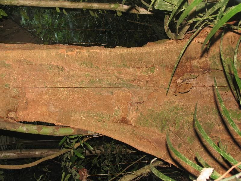 Parkia pendula — search result for 'Parkia'