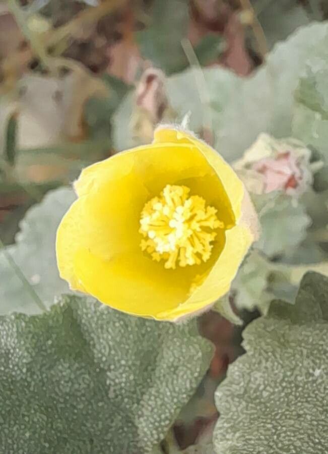 Malvella leprosa flower