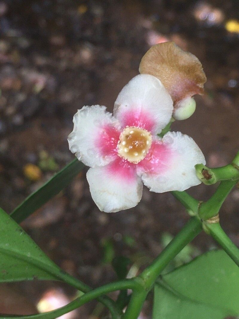 Clusia croatii flower