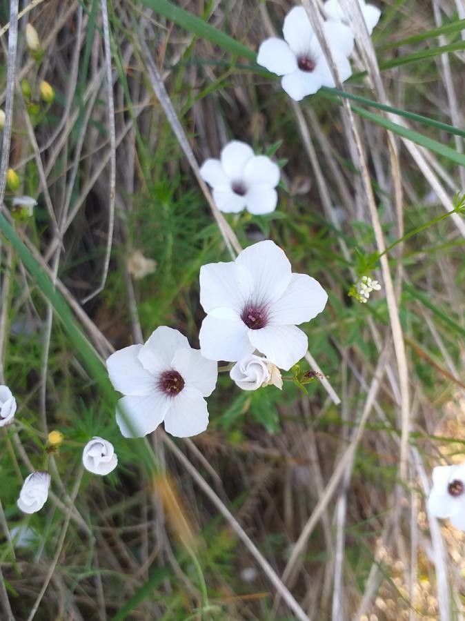 Linum suffruticosum flower
