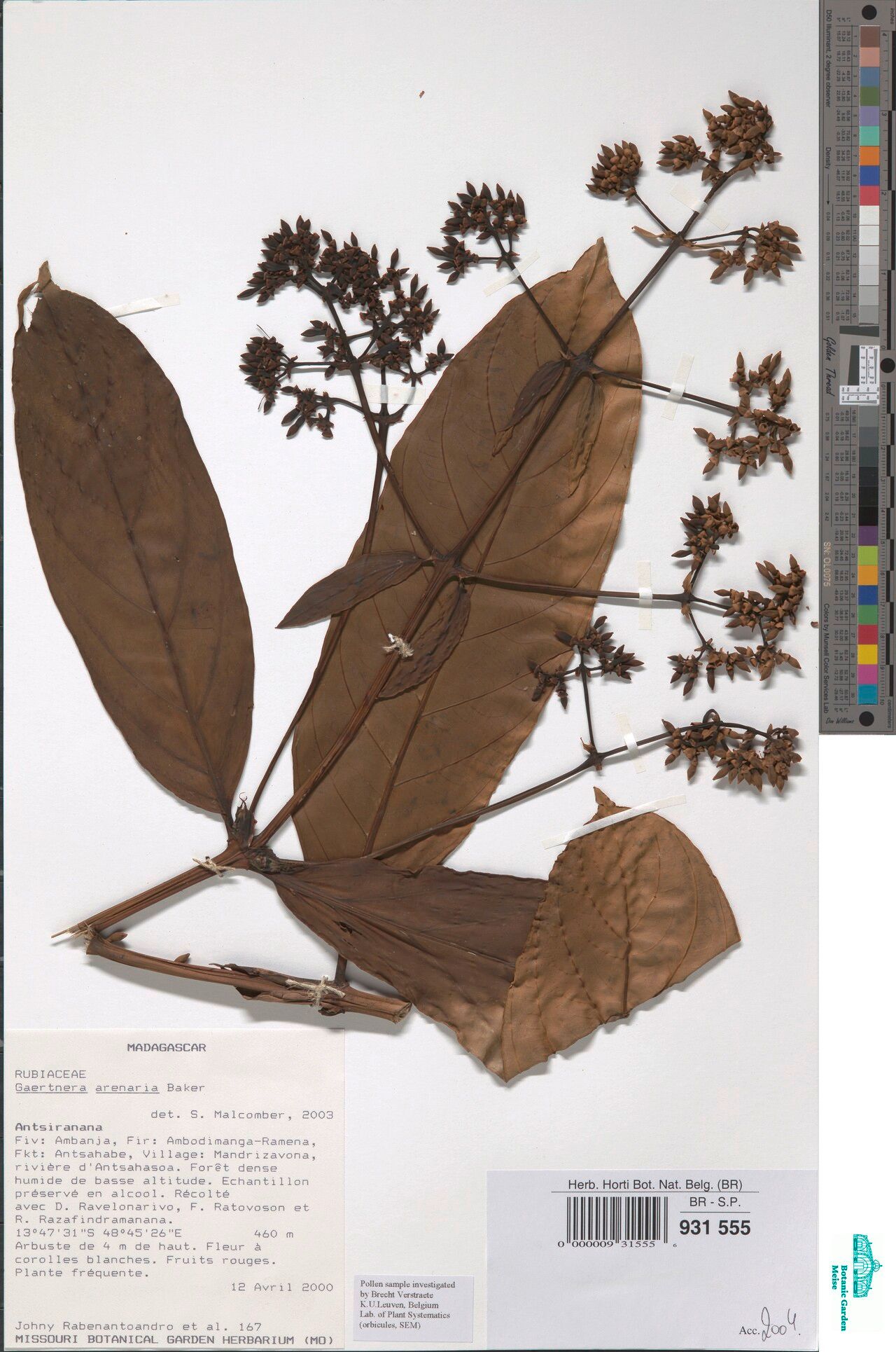 Gaertnera arenarioides — related species from the same genus