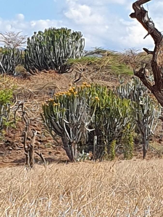 Euphorbia candelabrum flower