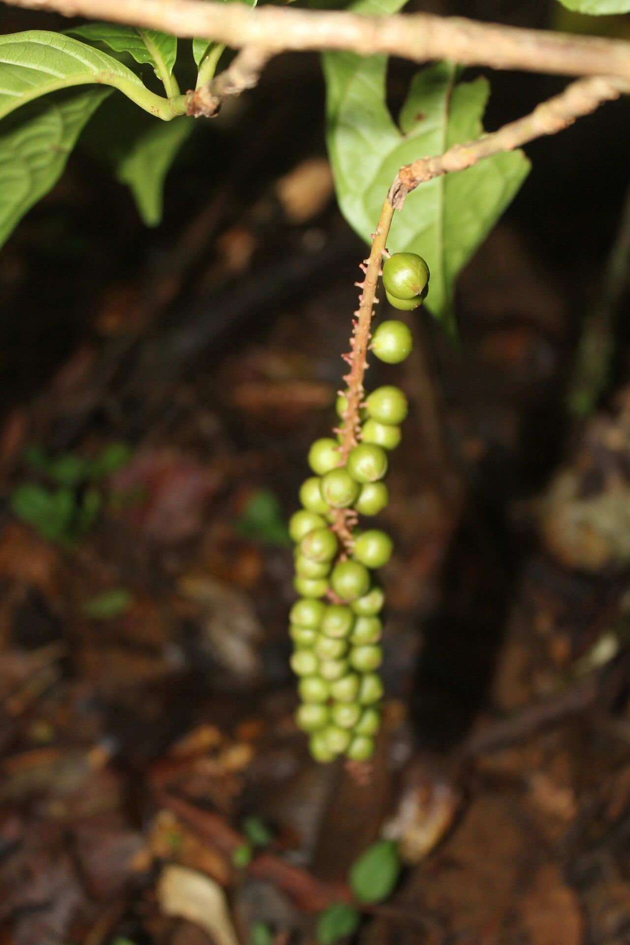 Coccoloba porphyrostachys fruit