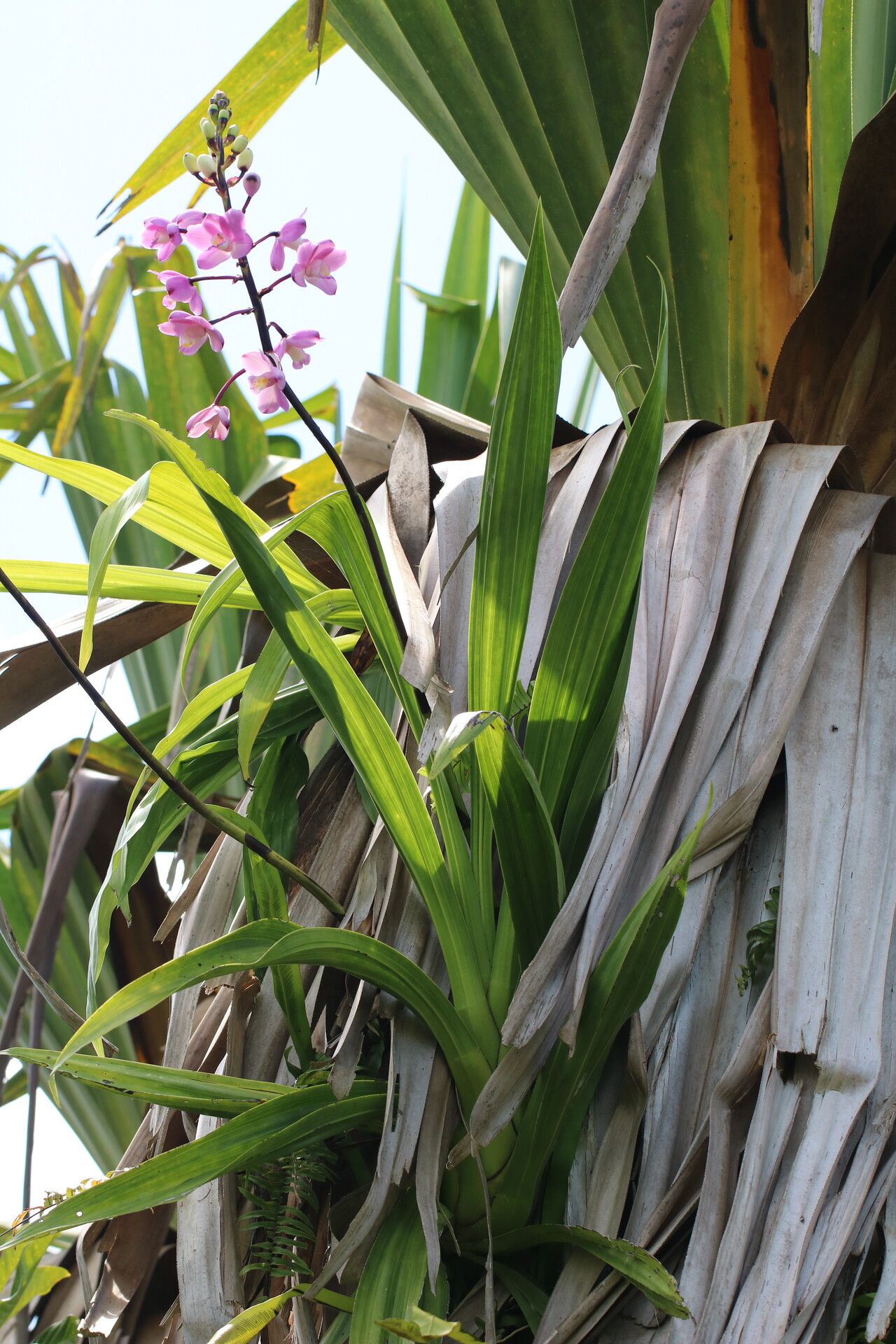 Eulophia roempleriana habit