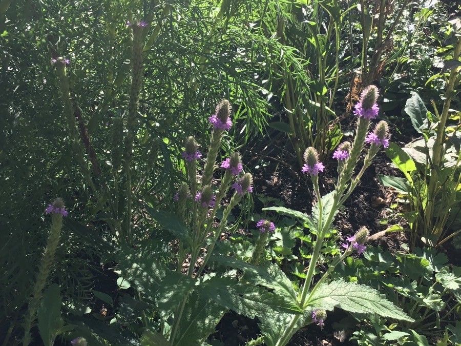 Verbena macdougalii — houseplant care guide