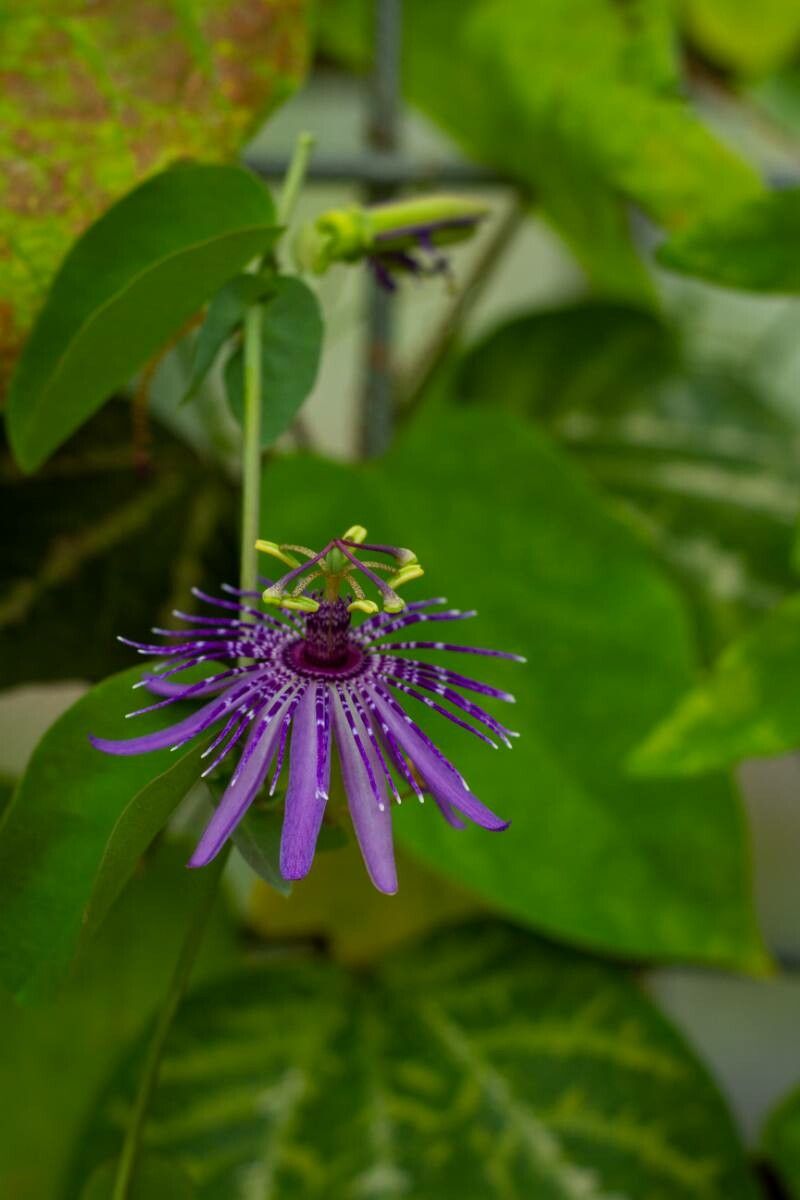 Passiflora subrotunda — houseplant care guide