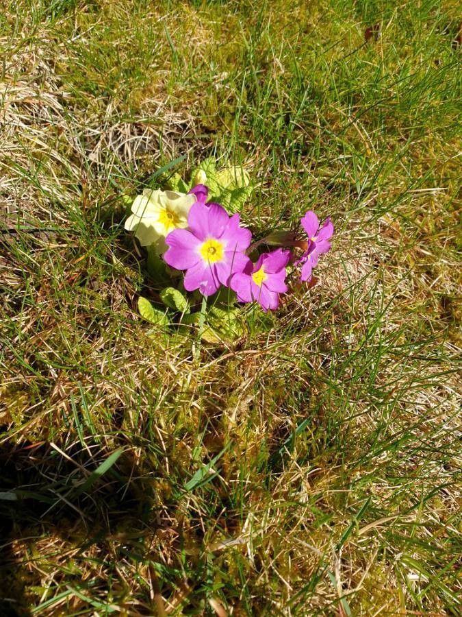 Primula integrifolia — search result for 'Primula'