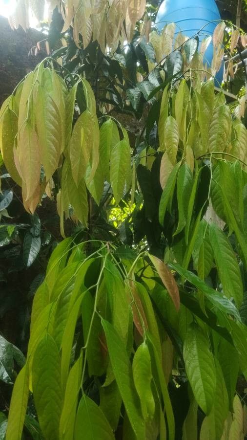 Stelechocarpus burahol habit