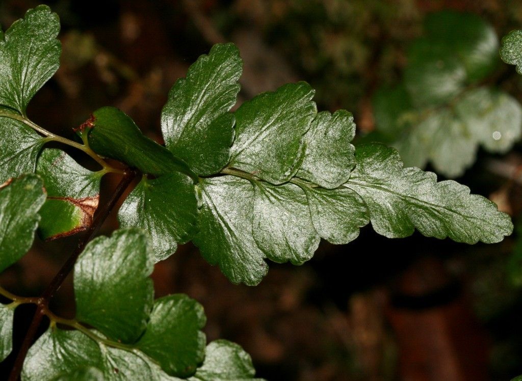 Lindsaea rufa leaf