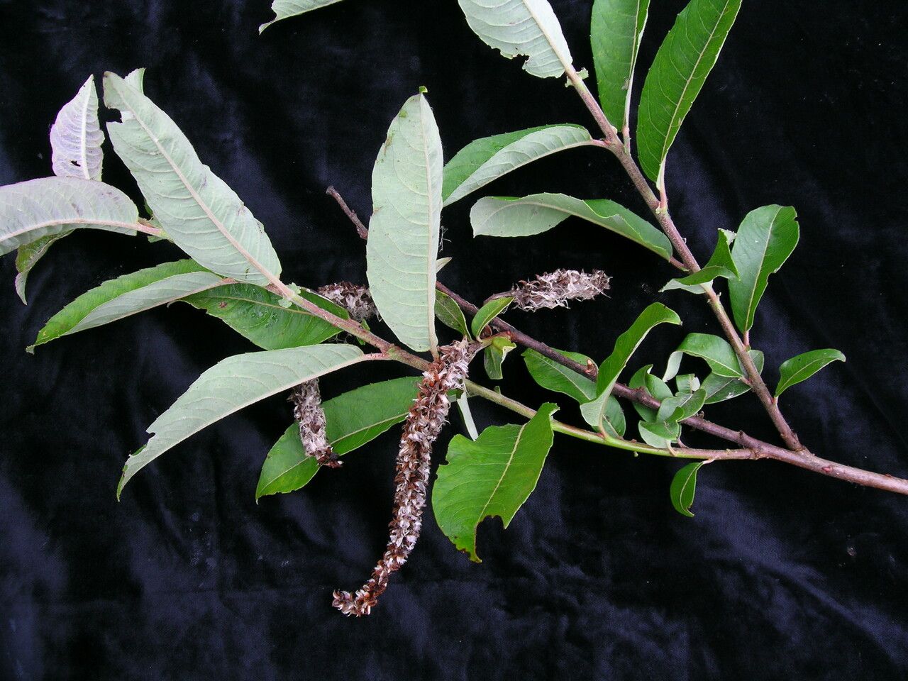 Salix eriostachya — houseplant care guide