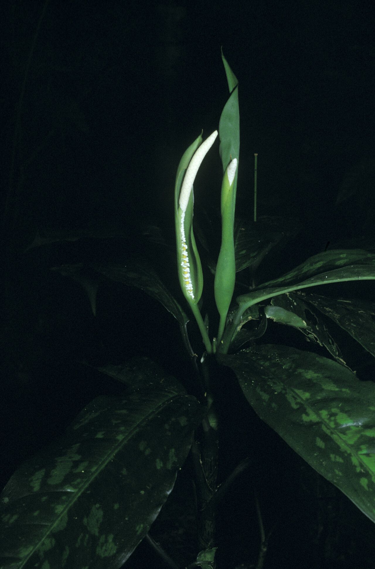 Dieffenbachia elegans fruit