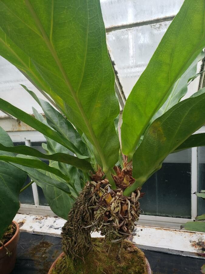 Anthurium fendleri habit