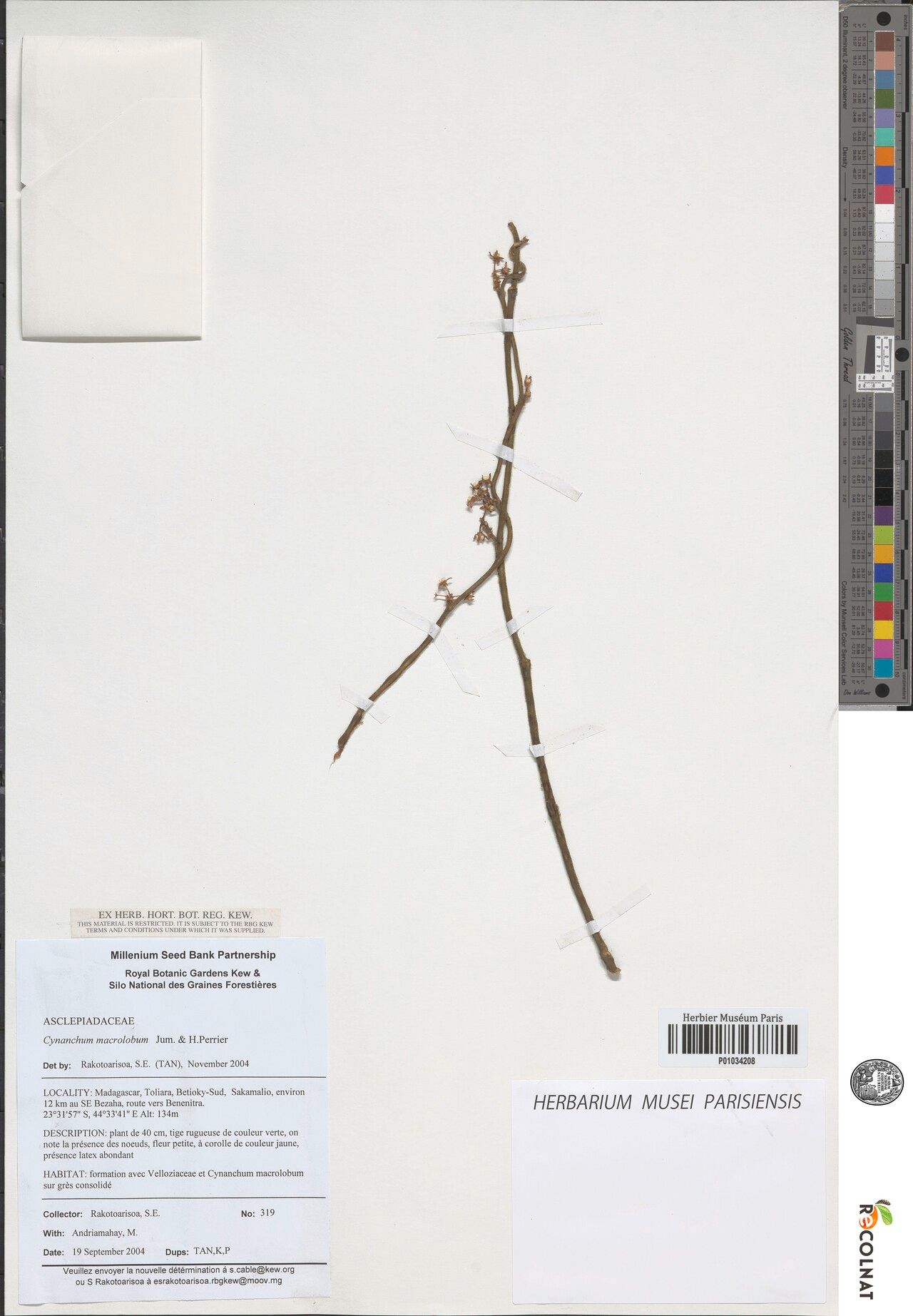 Cynanchum rauhianum — houseplant care guide