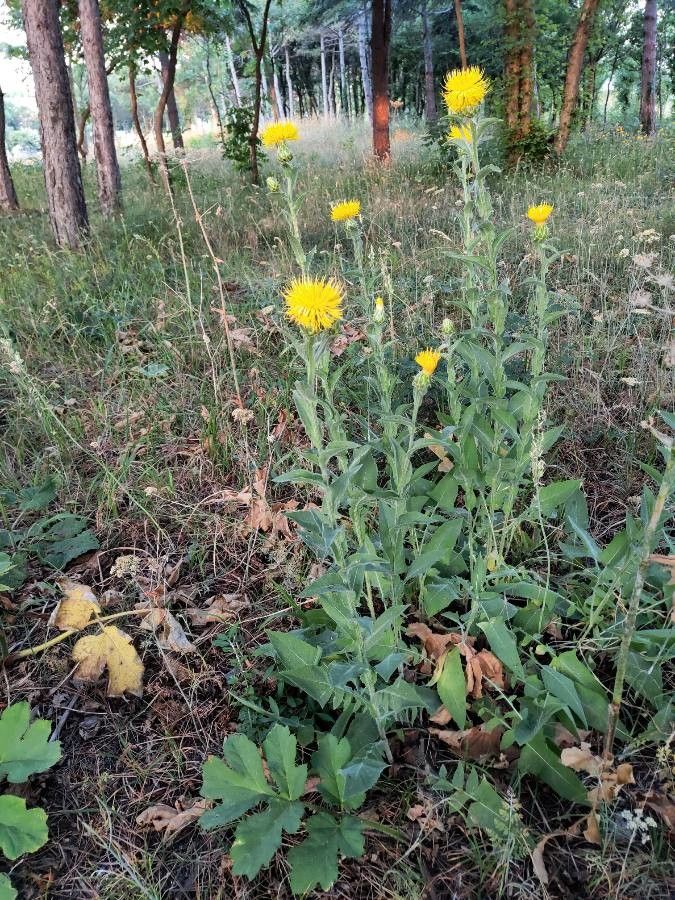 Centaurea thracica habit