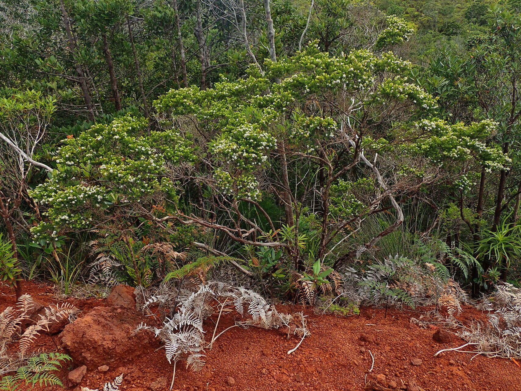 Sannantha pinifolia habit