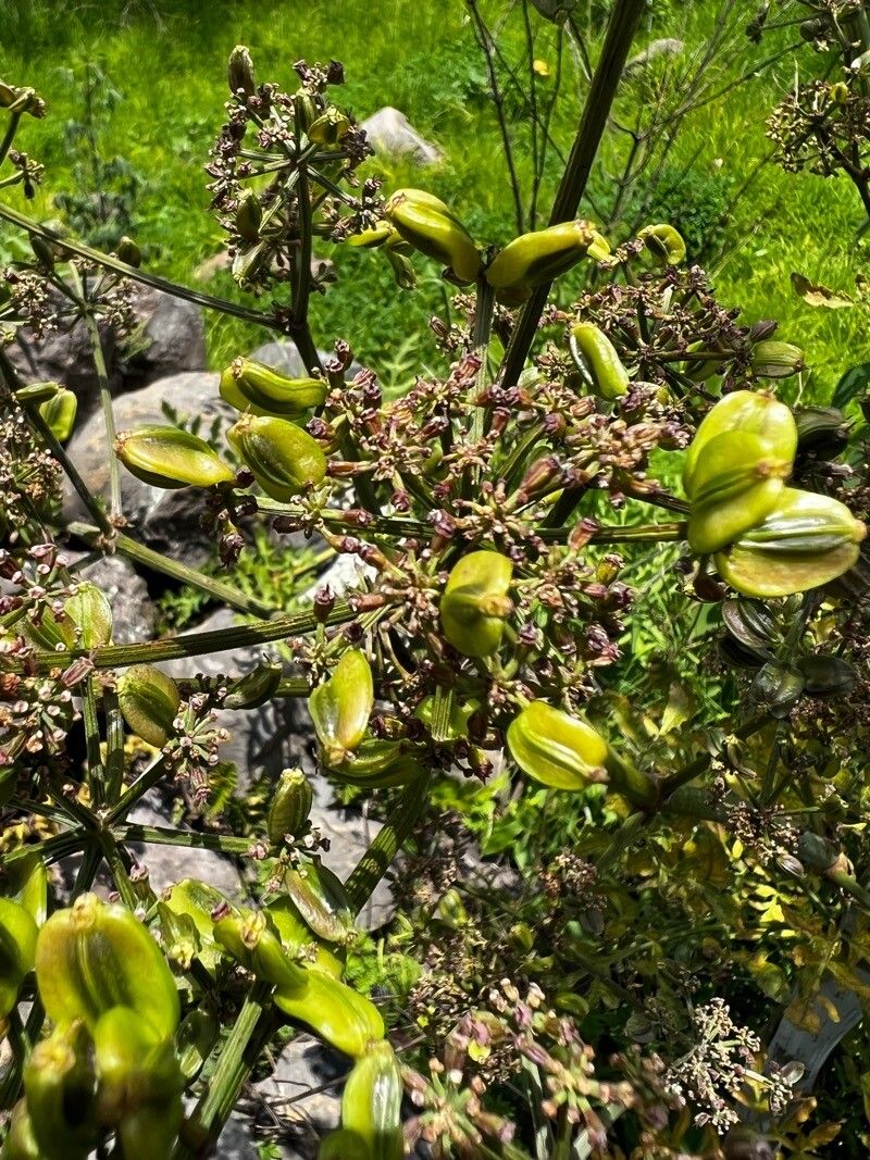 Prionosciadium thapsoides fruit