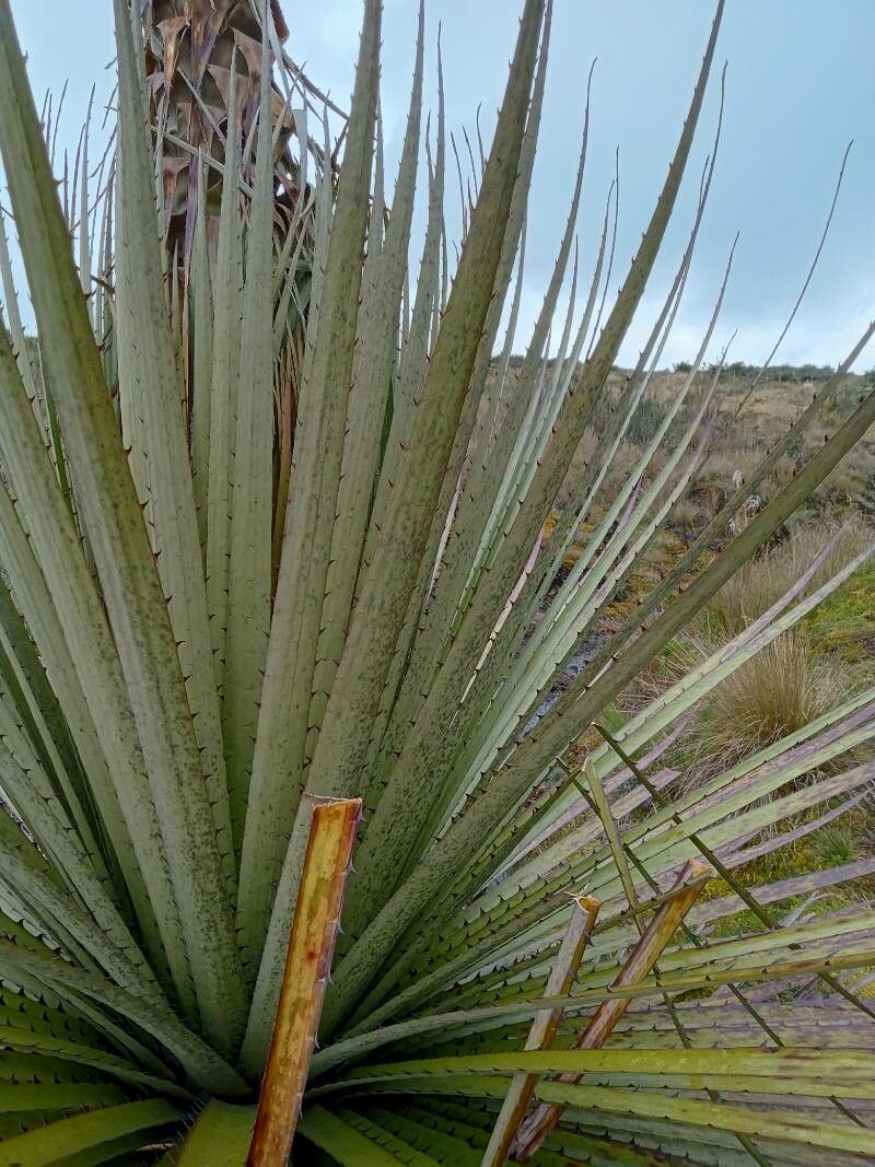 Puya goudotiana — search result for 'Puya'