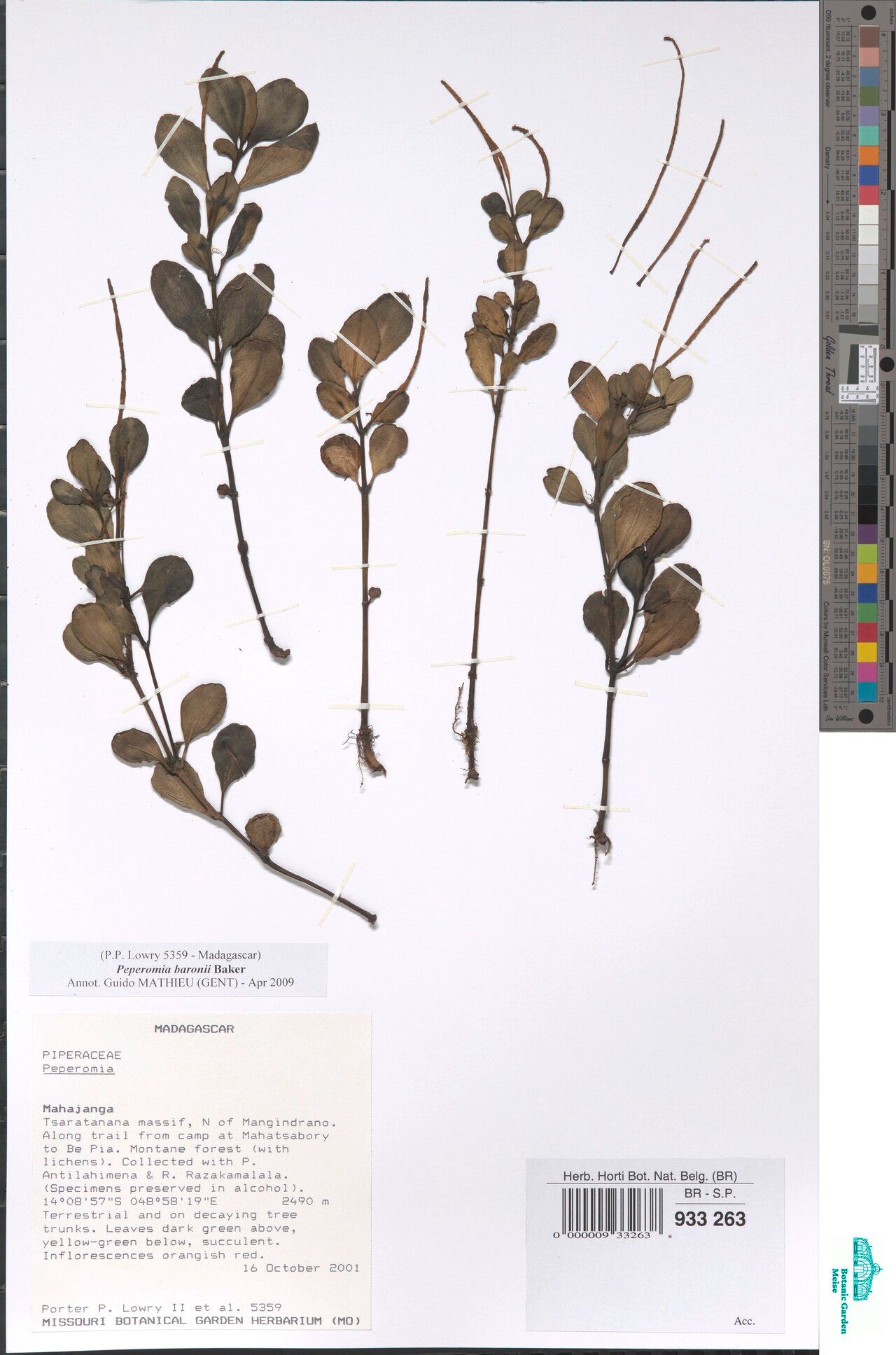 Peperomia baronii — houseplant care guide