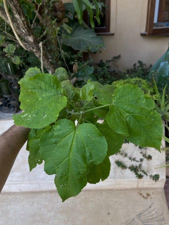 Croton talaeporos — houseplant care guide