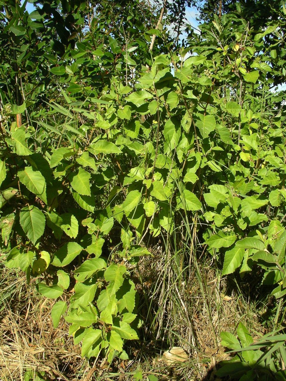 Maesa lanceolata habit