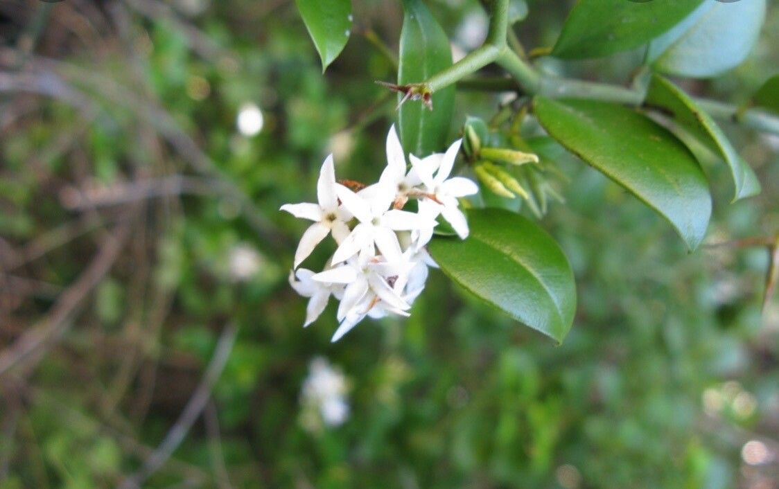 Carissa bispinosa flower