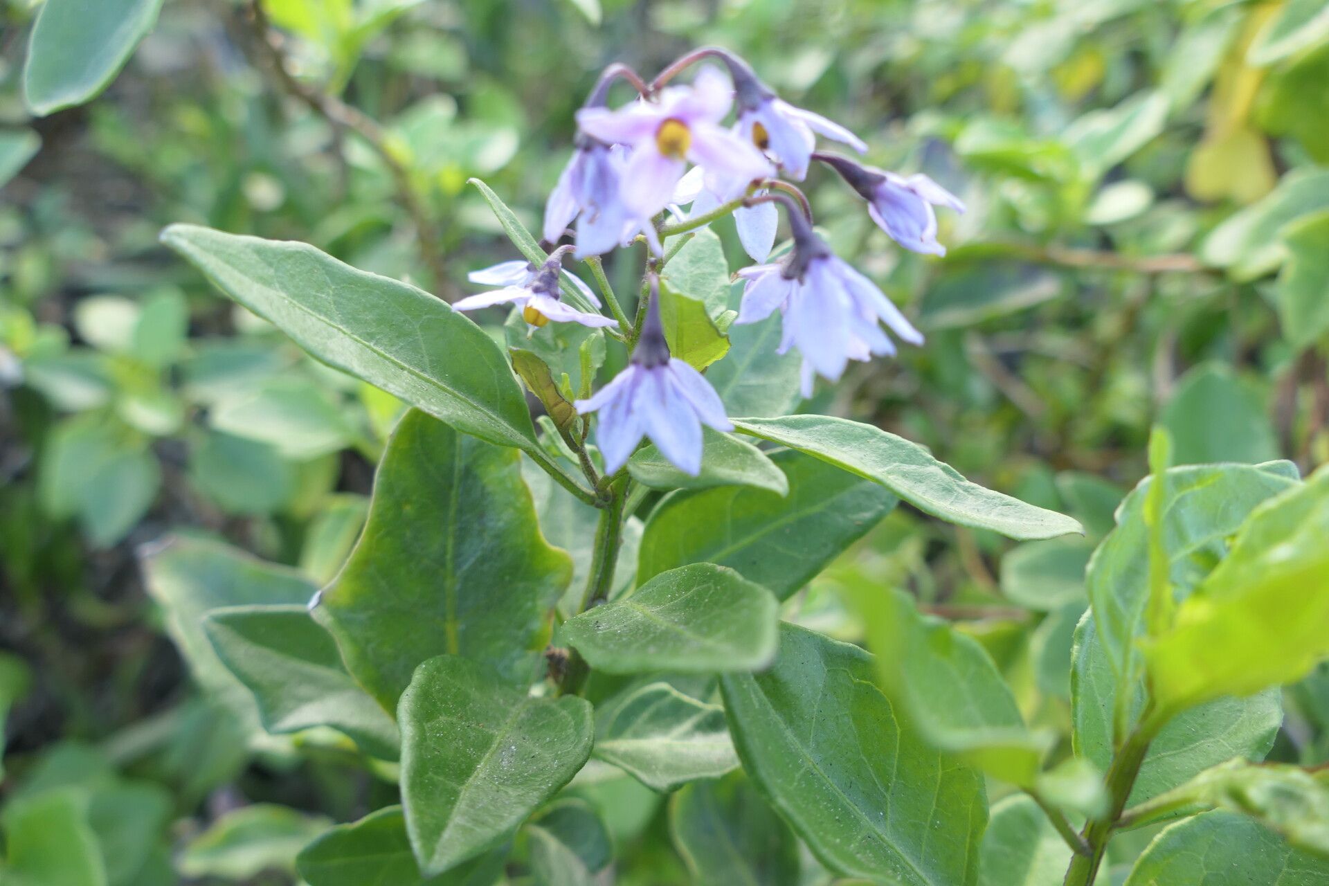 Solanum africanum — houseplant care guide