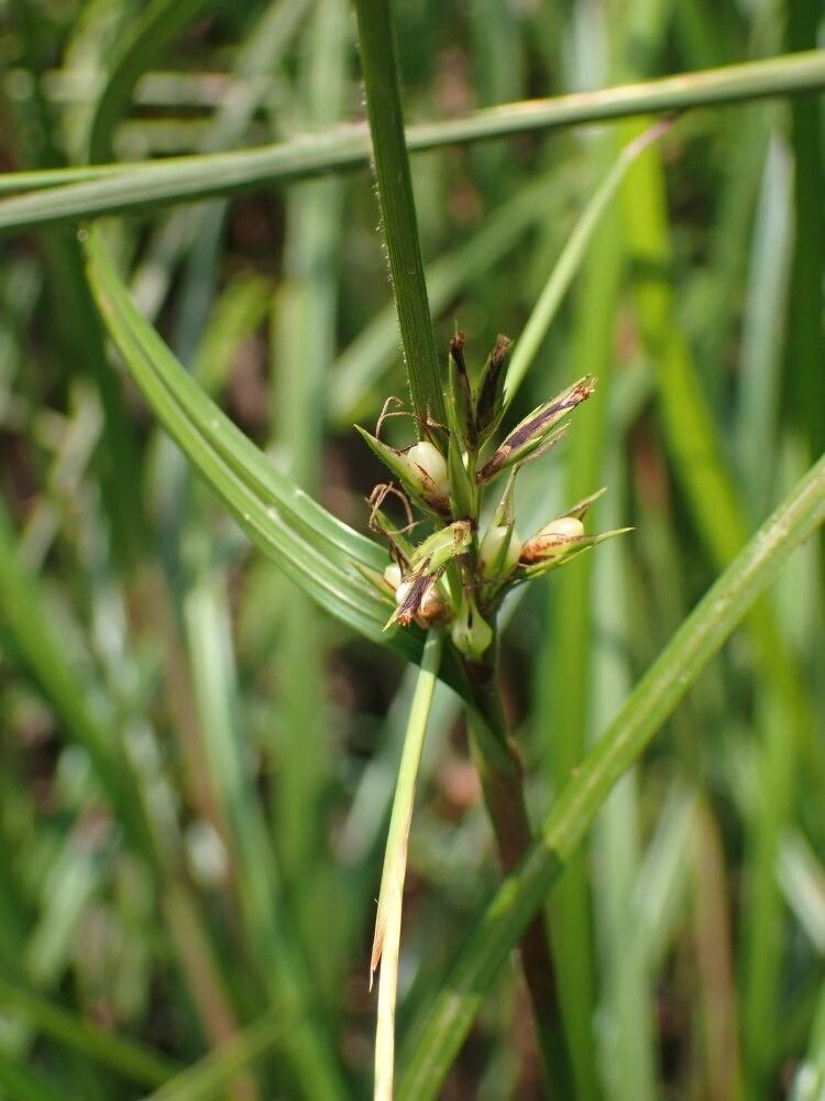 Scleria baroni-clarkei — houseplant care guide